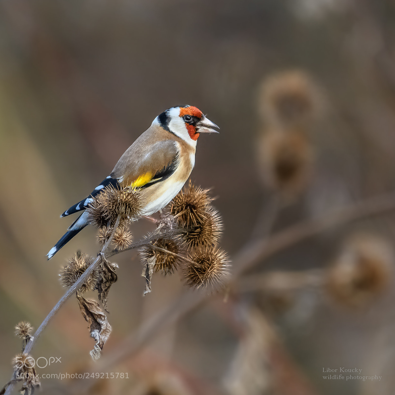Nikon D500 sample photo. Goldfinch (carduelis carduelis) photography