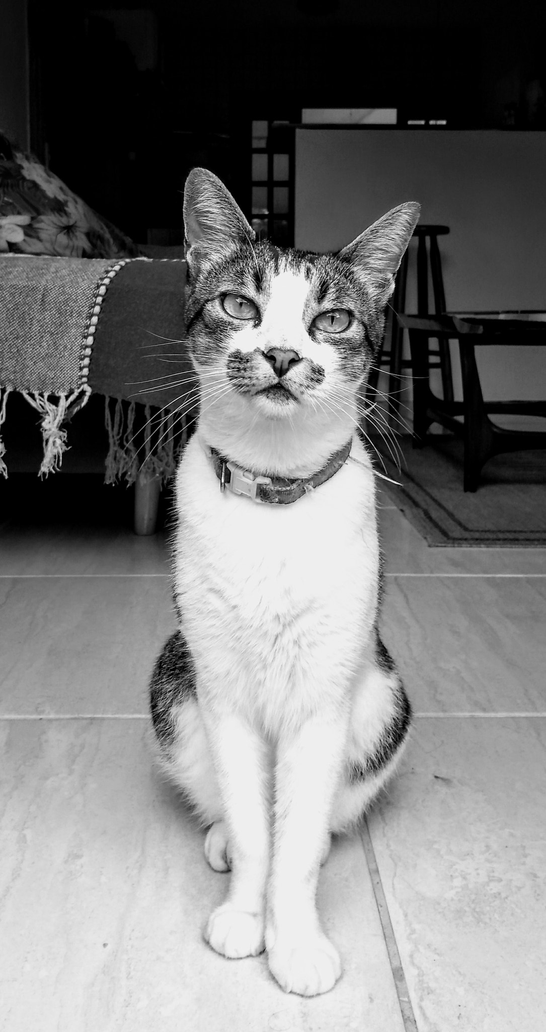 Motorola Moto G (5S) sample photo. My gorgeous cat! photography
