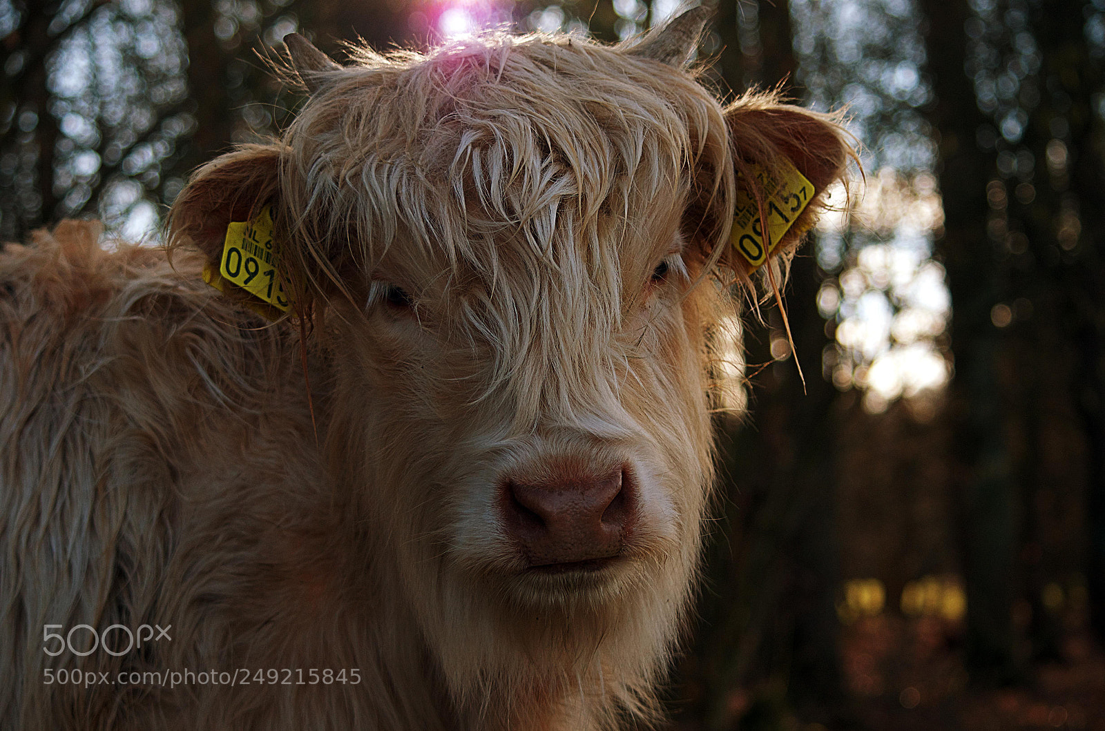Nikon D5100 sample photo. New friend photography