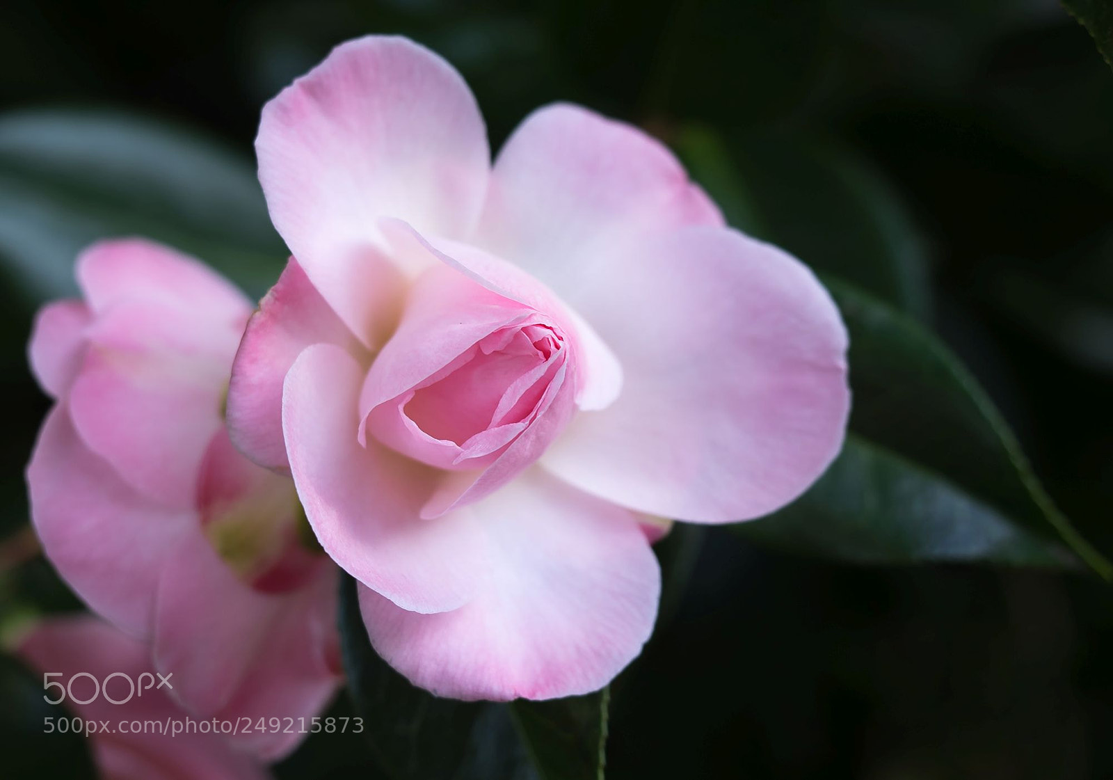 Olympus OM-D E-M1 sample photo. Pink camellia photography