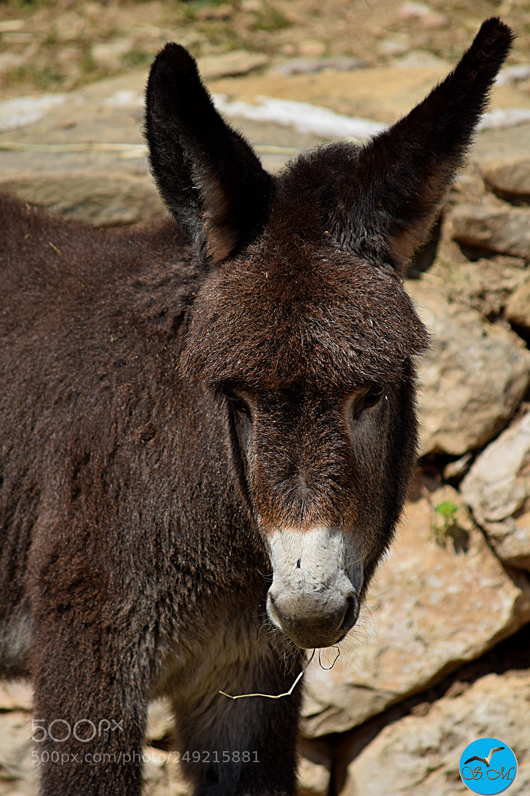 Nikon D3300 sample photo. Maman, j'ai faim... ! photography