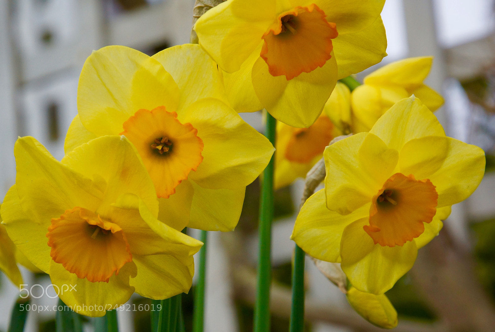 Sony SLT-A77 sample photo. Osterglock photography