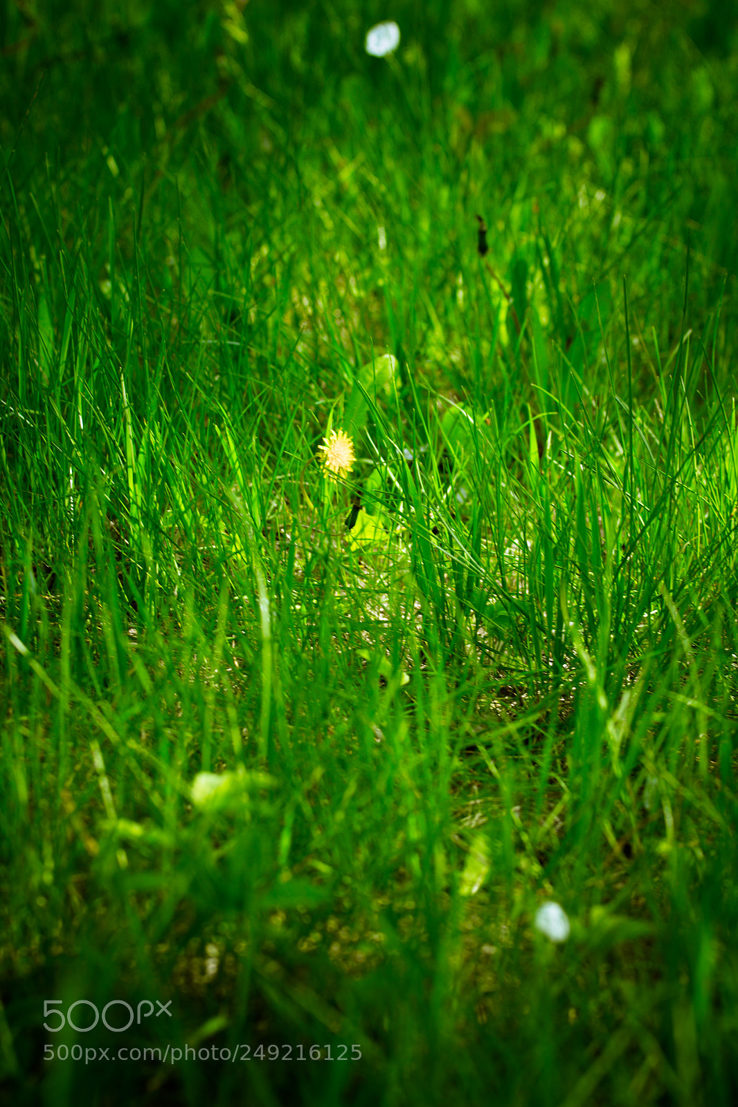 Canon EOS 600D (Rebel EOS T3i / EOS Kiss X5) sample photo. Morning grass photography