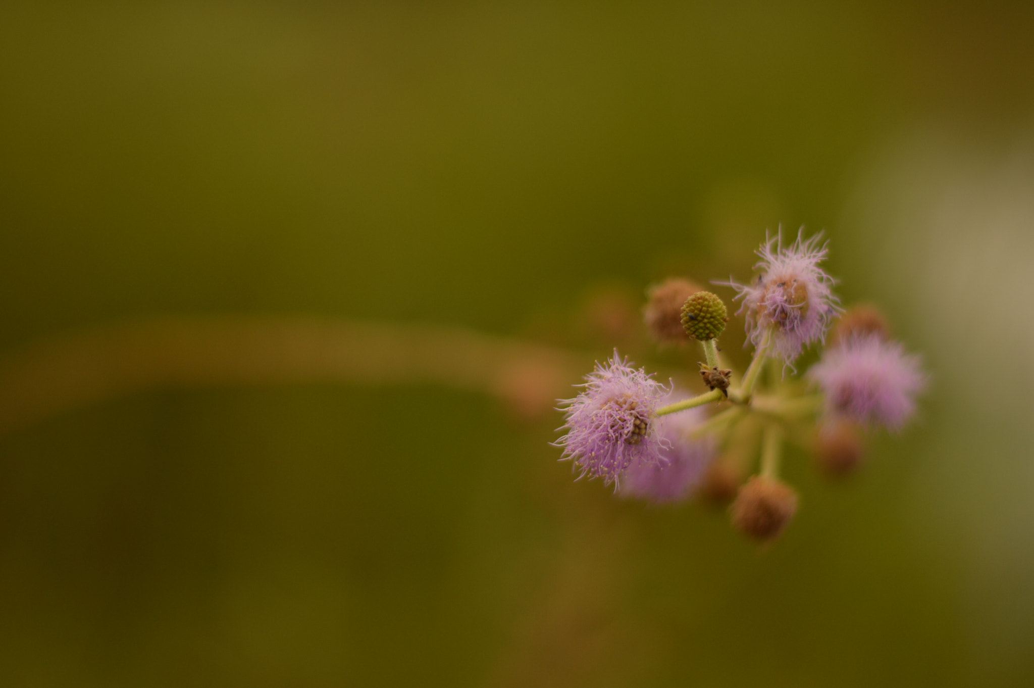Nikon D3200 + Nikon AF-S Nikkor 50mm F1.8G sample photo. Dsc photography