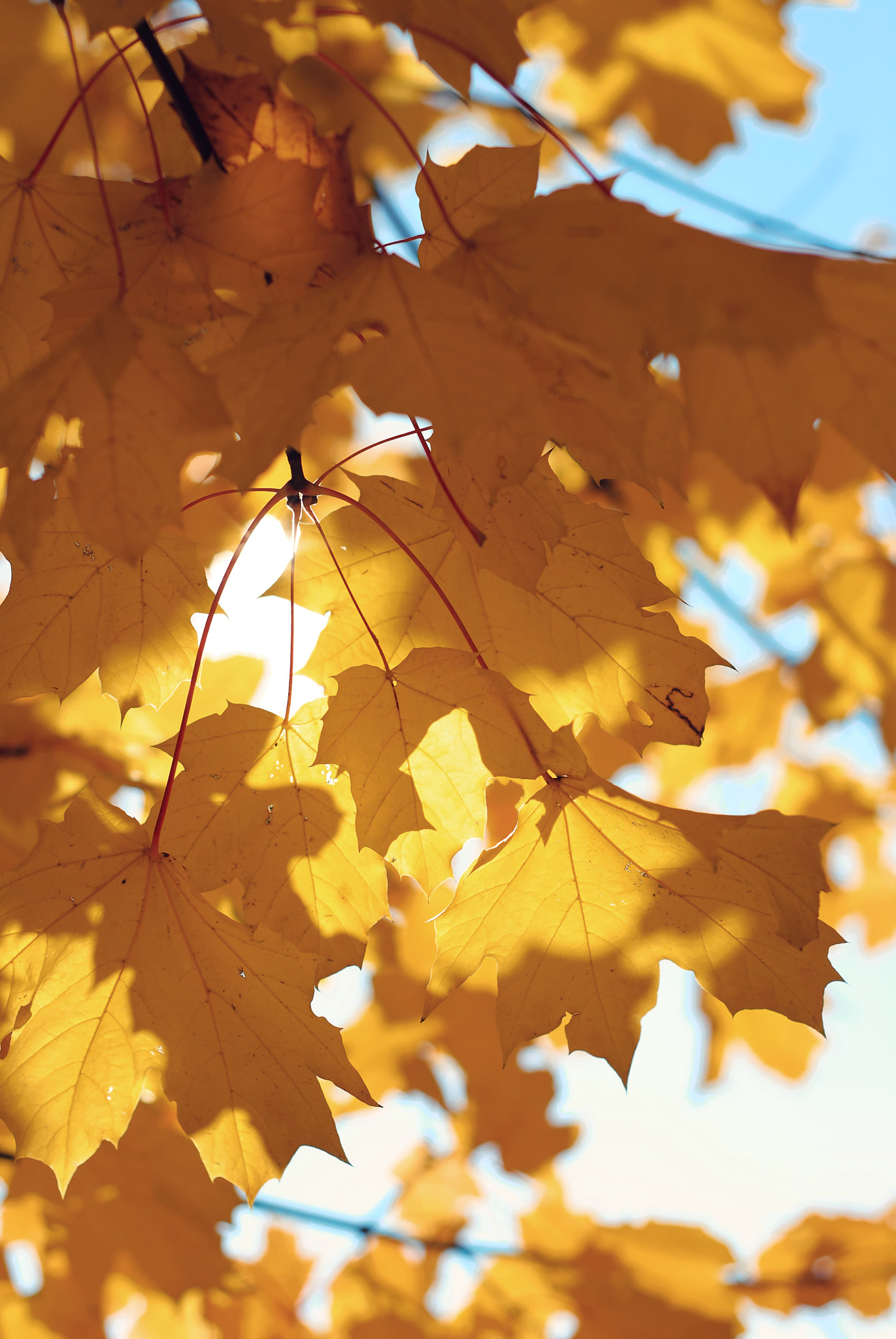 Nikon D3000 + Nikon AF Nikkor 50mm F1.8D sample photo. Bright sun throught the fall leaves photography