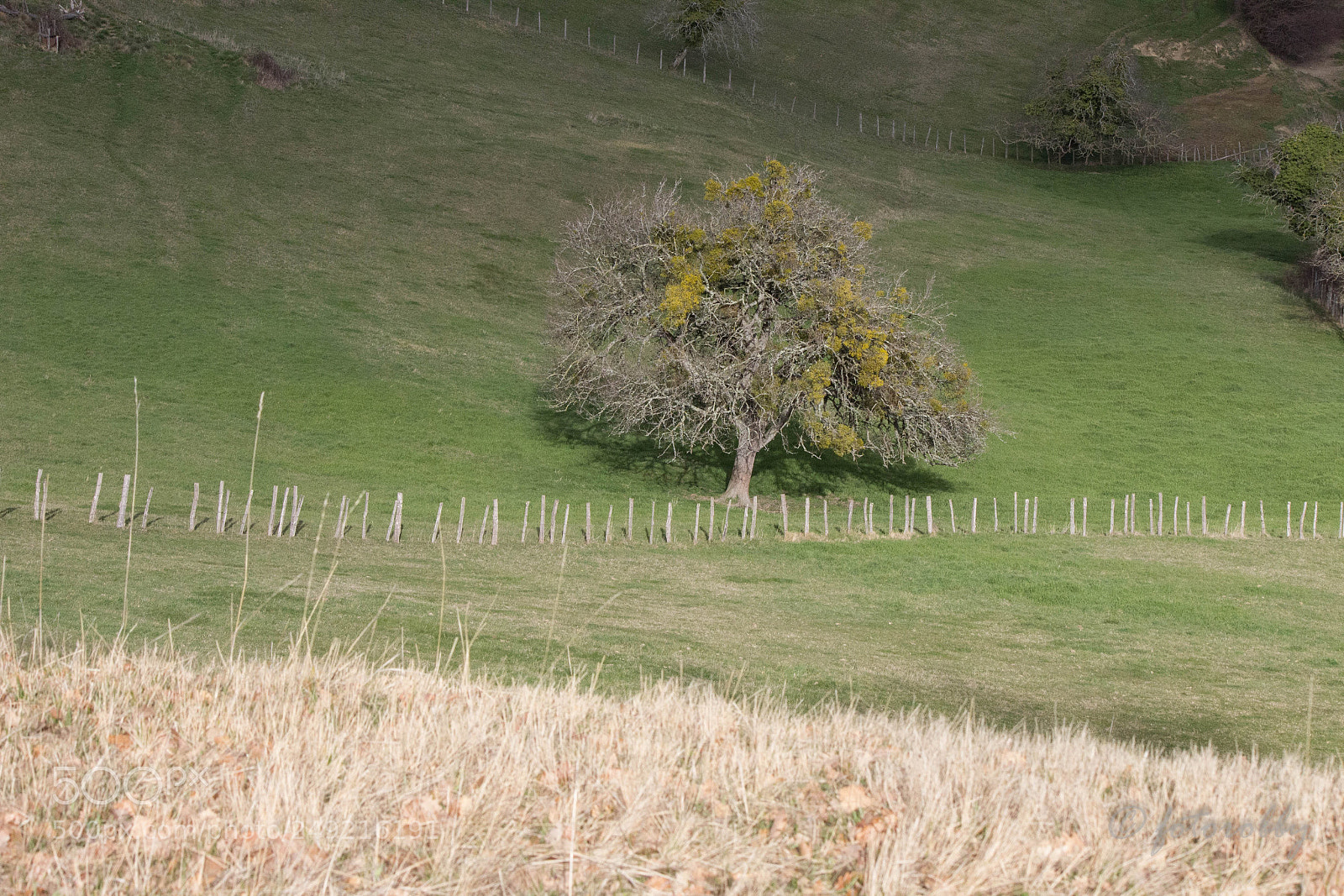 Canon EOS 600D (Rebel EOS T3i / EOS Kiss X5) sample photo. In front of trees photography