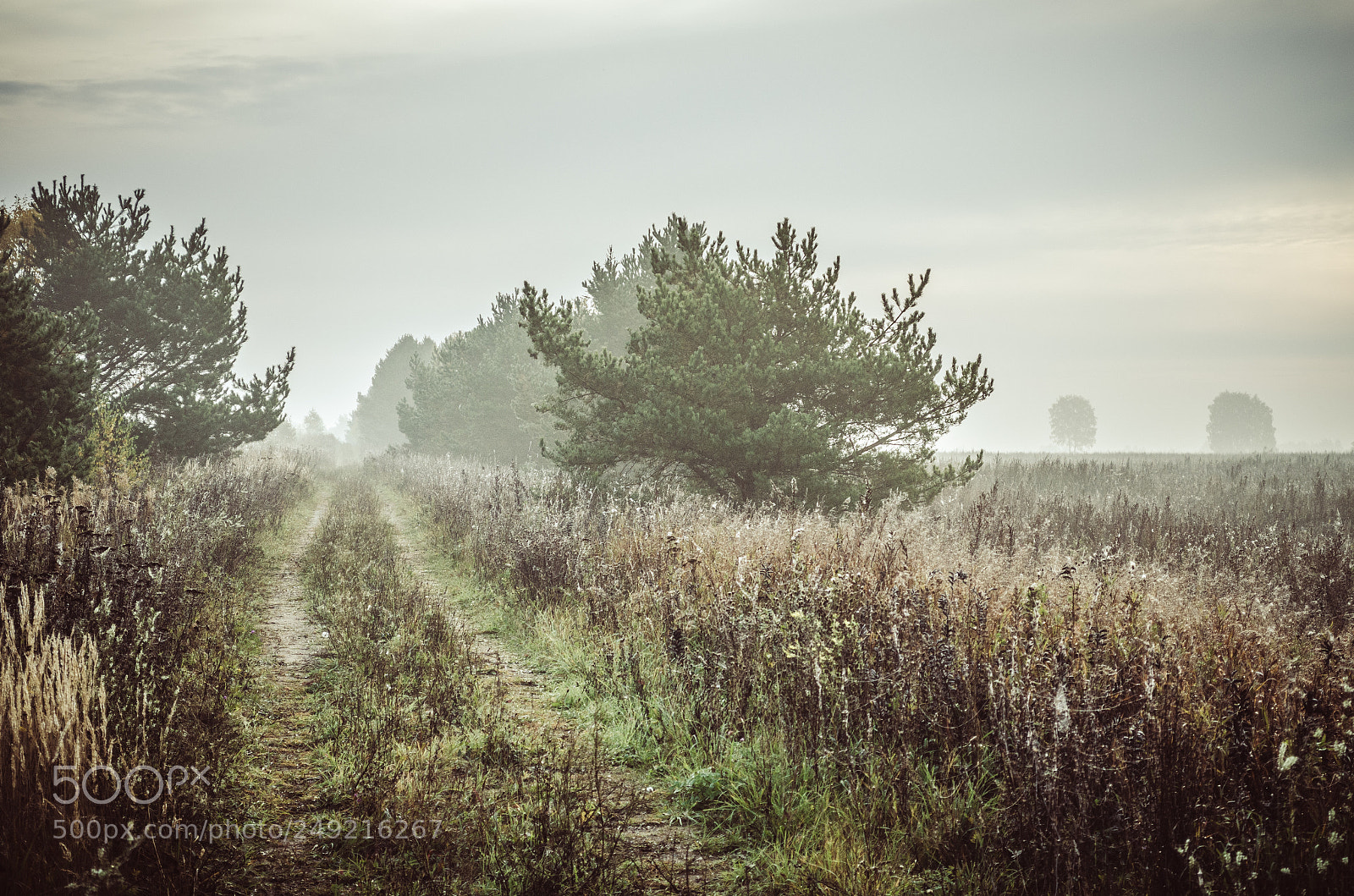 Nikon D5100 sample photo. Dacorig photography