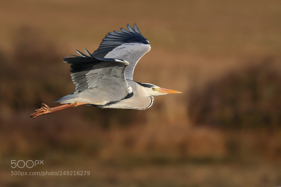 Canon EOS 7D Mark II sample photo. Grey heron photography