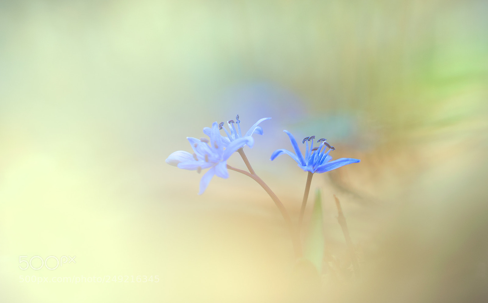 Nikon D5300 sample photo. Frühlingsbote photography