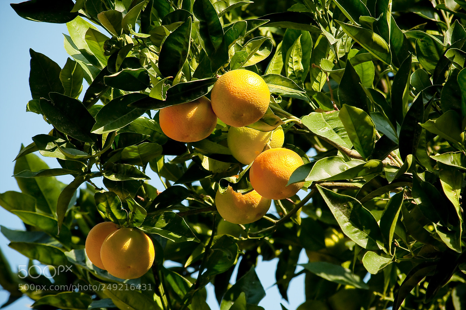 Canon EOS 40D sample photo. Mandarin tree orange photography