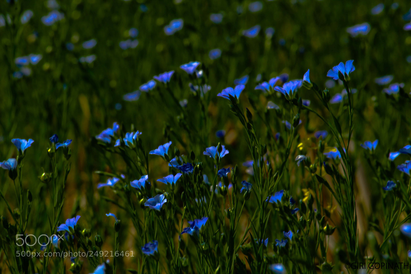 Canon EOS 1200D (EOS Rebel T5 / EOS Kiss X70 / EOS Hi) sample photo. Blue flowers photography