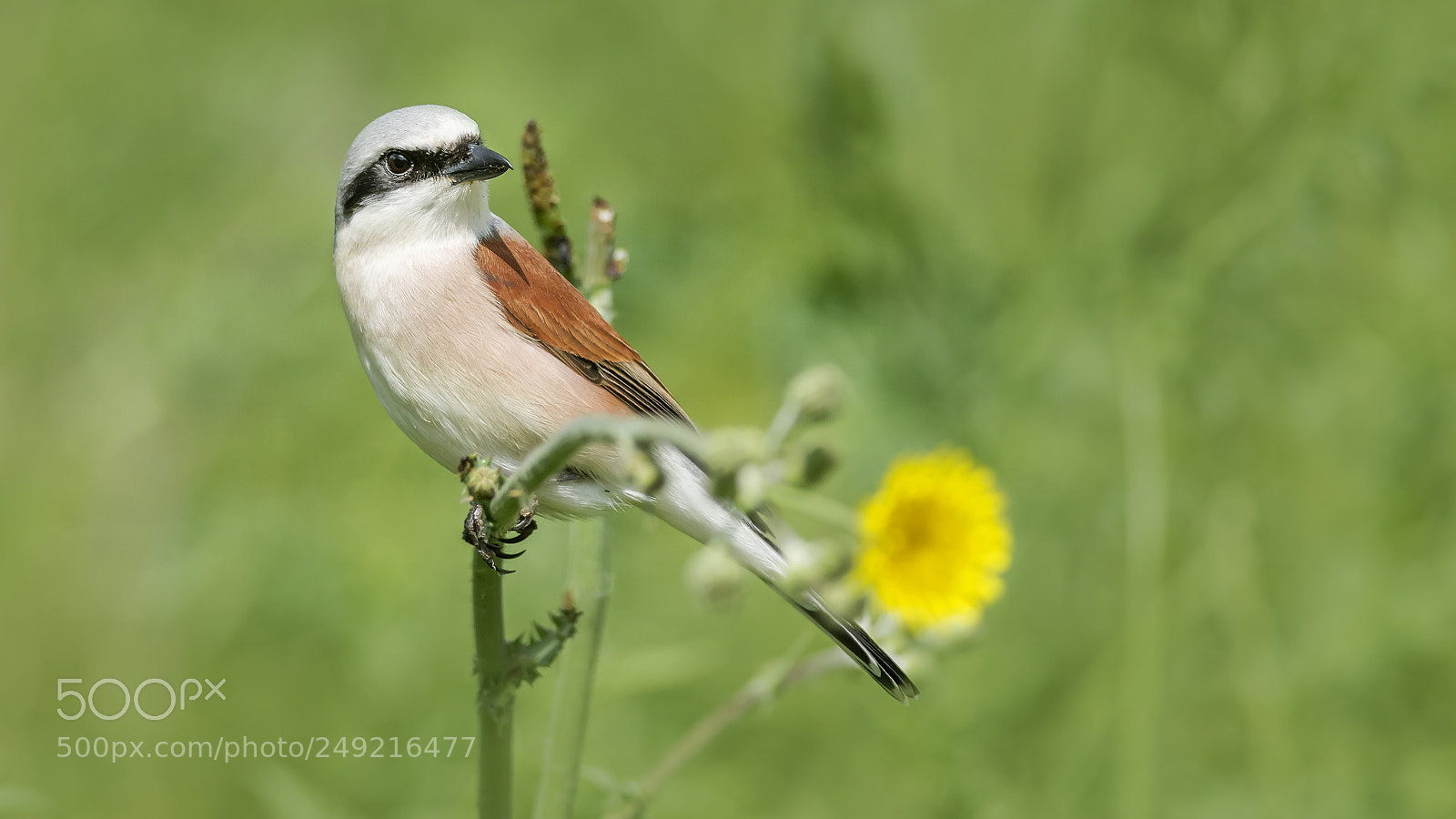 Nikon D810 sample photo. Red-backed shrike photography