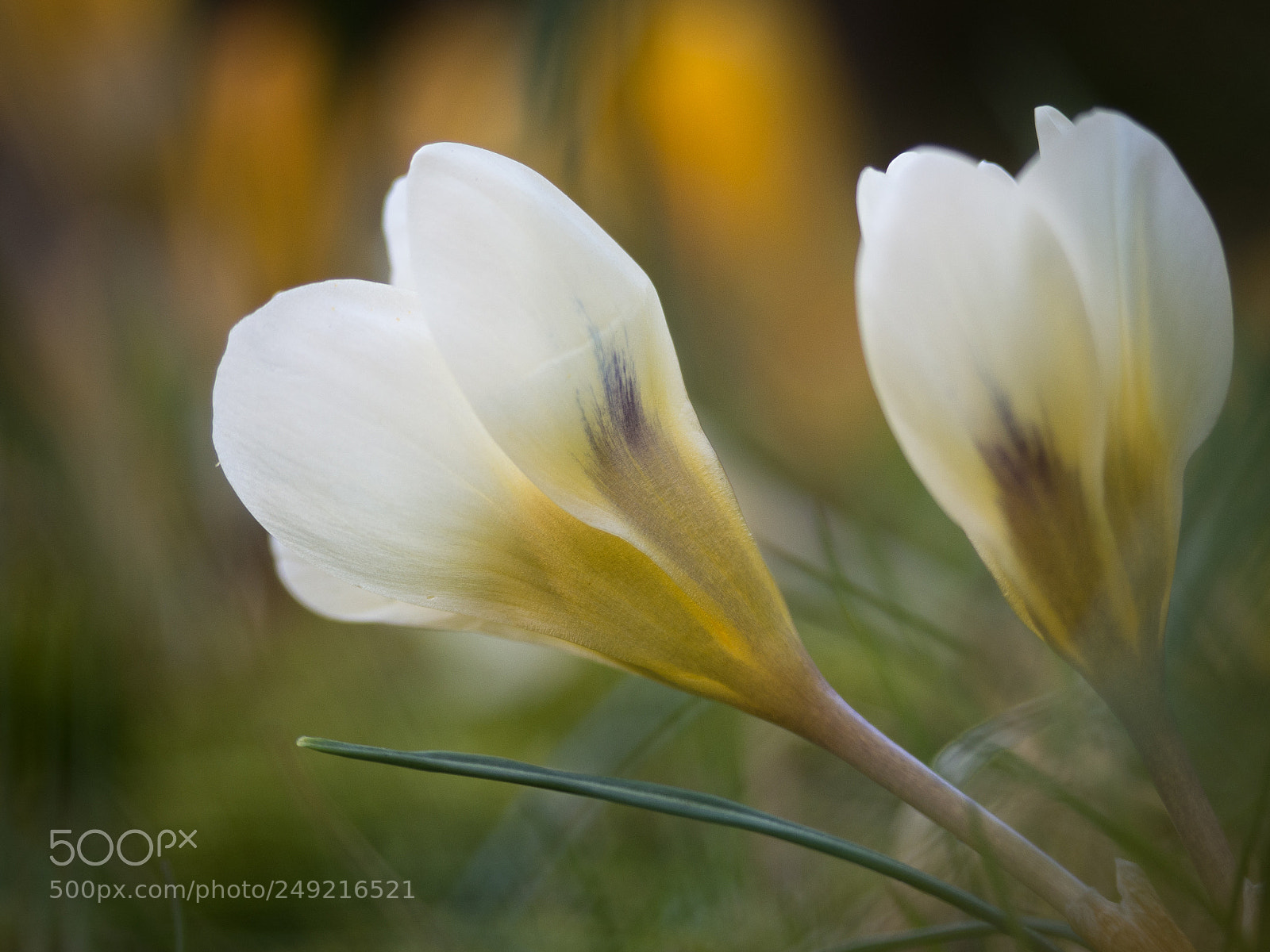 Olympus OM-D E-M10 II sample photo. Crocus glow photography