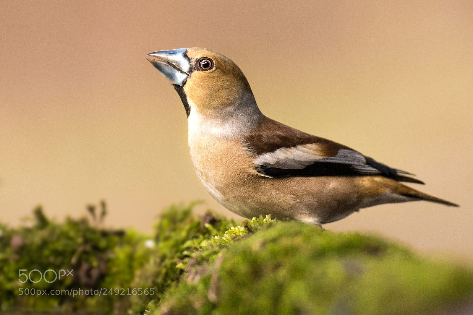 Canon EOS 80D sample photo. Hawfinch photography