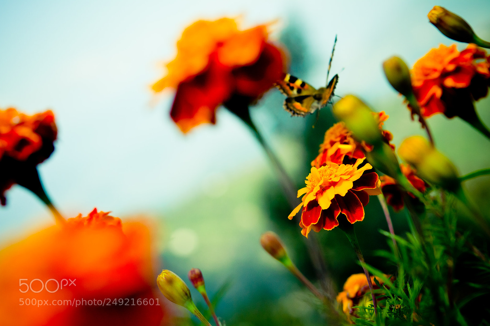 Canon EOS 7D sample photo. Tagetes and buterfly fly photography