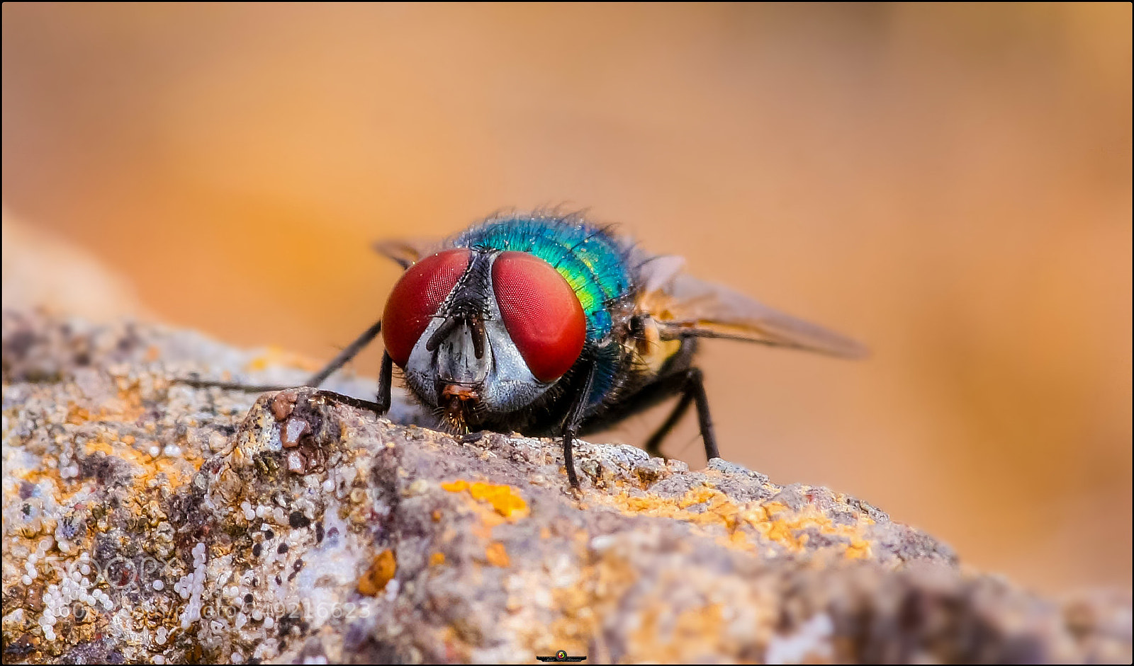 Canon EOS 40D sample photo. The fly portrait photography