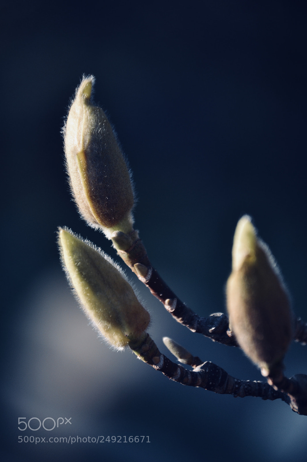 Nikon D3100 sample photo. Closed magnolia photography