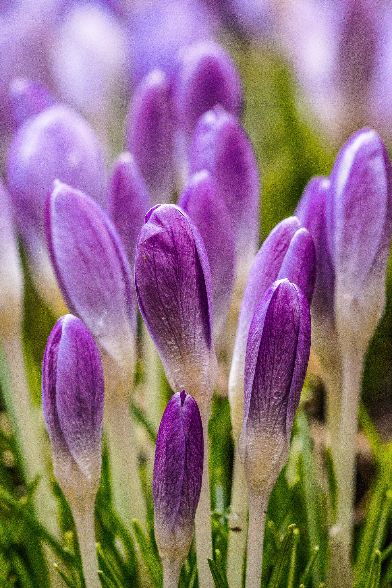 Nikon 1 J3 sample photo. Spring 13.3.2018 photography