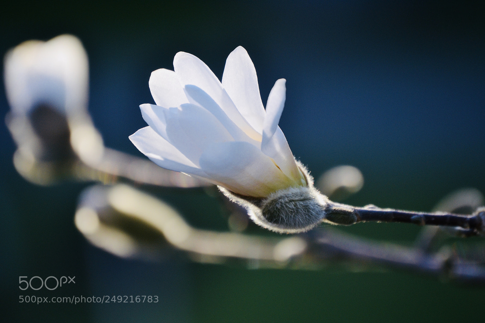 Nikon D3100 sample photo. Magnolia white photography