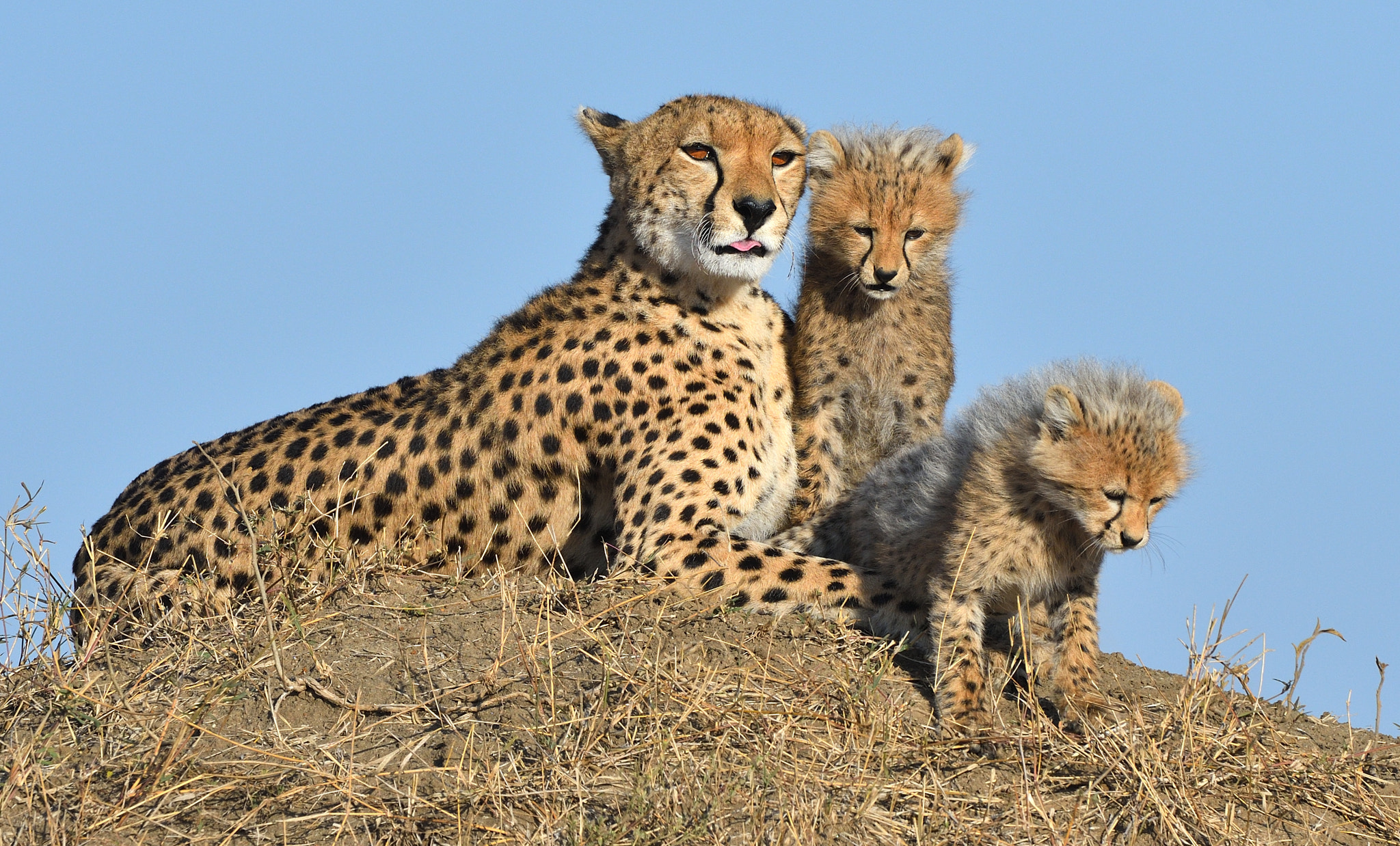 Nikon D500 + Nikon AF-S Nikkor 500mm F4G ED VR sample photo. Cheetah family photography