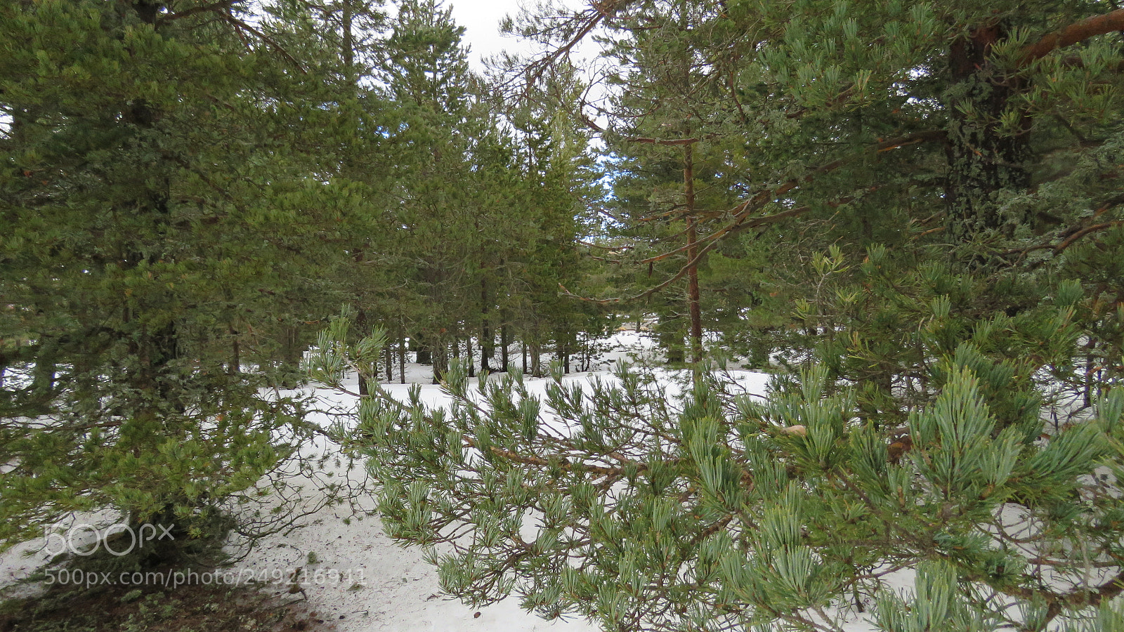 Canon PowerShot SX60 HS sample photo. Snow photography