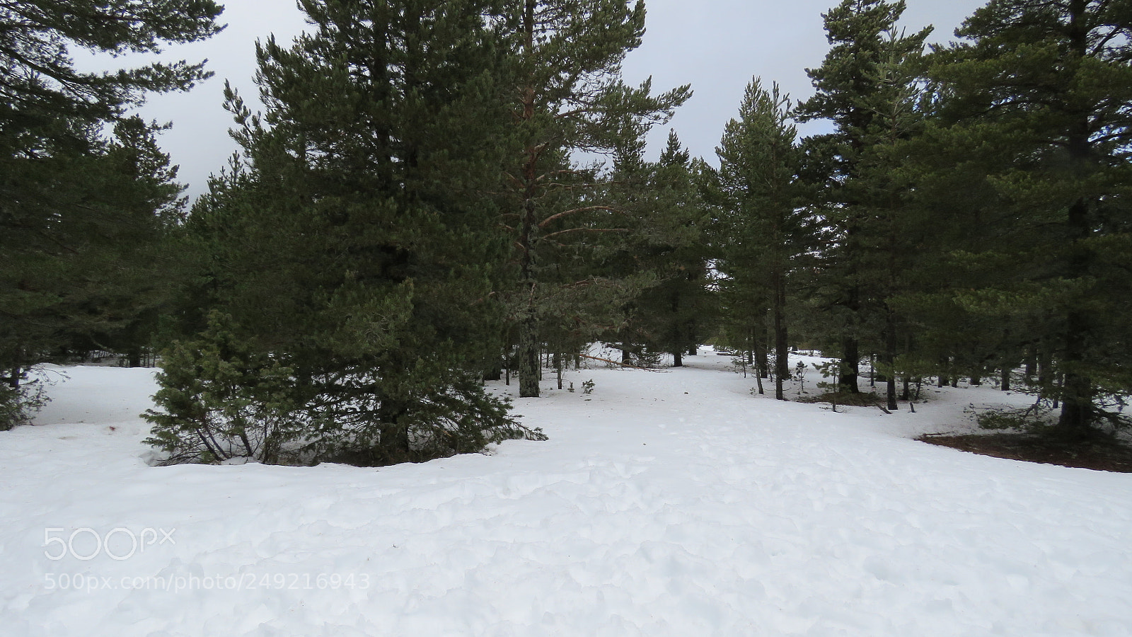 Canon PowerShot SX60 HS sample photo. Snow photography