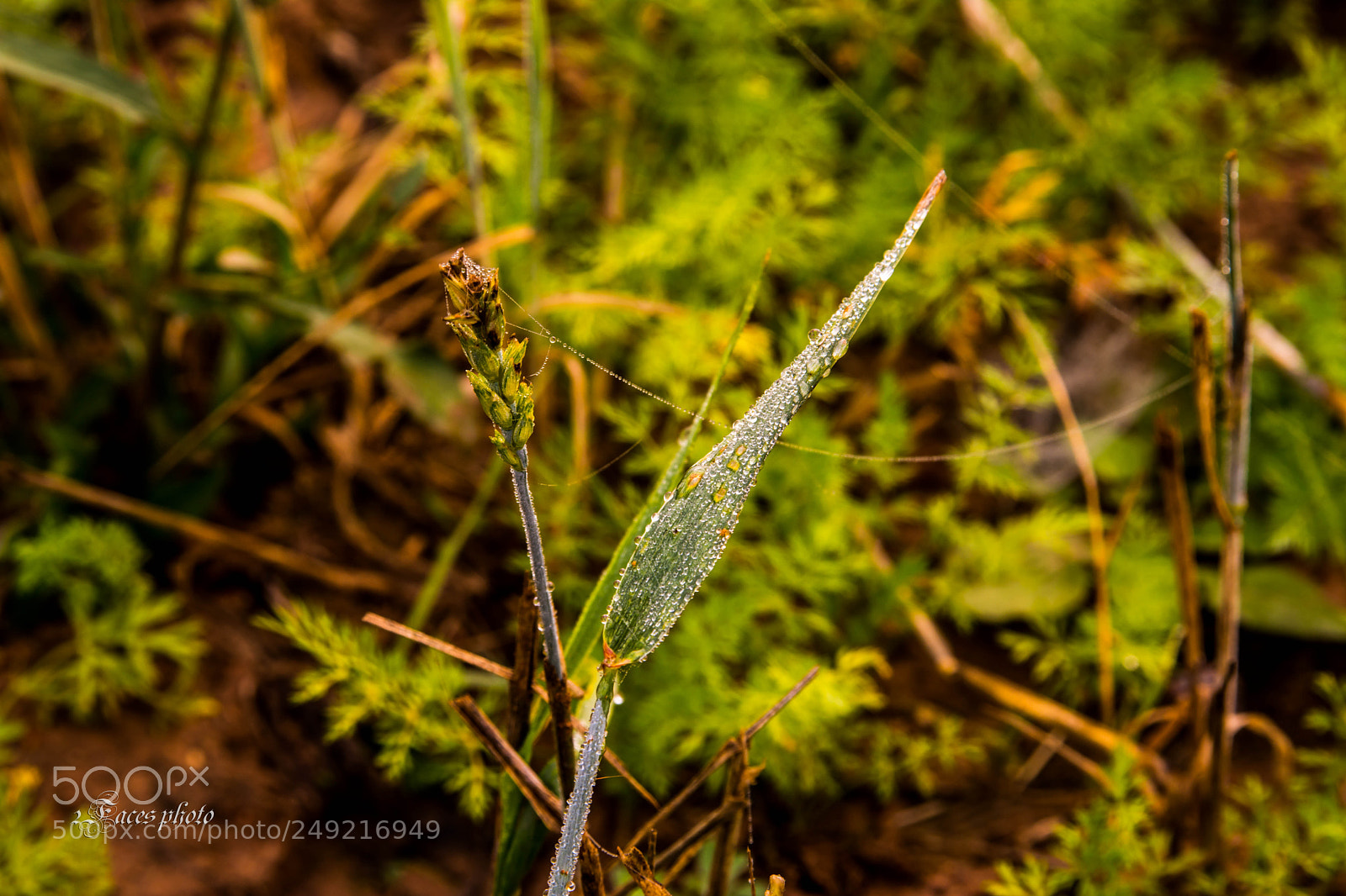 Nikon D7100 sample photo. Dew on the grass photography