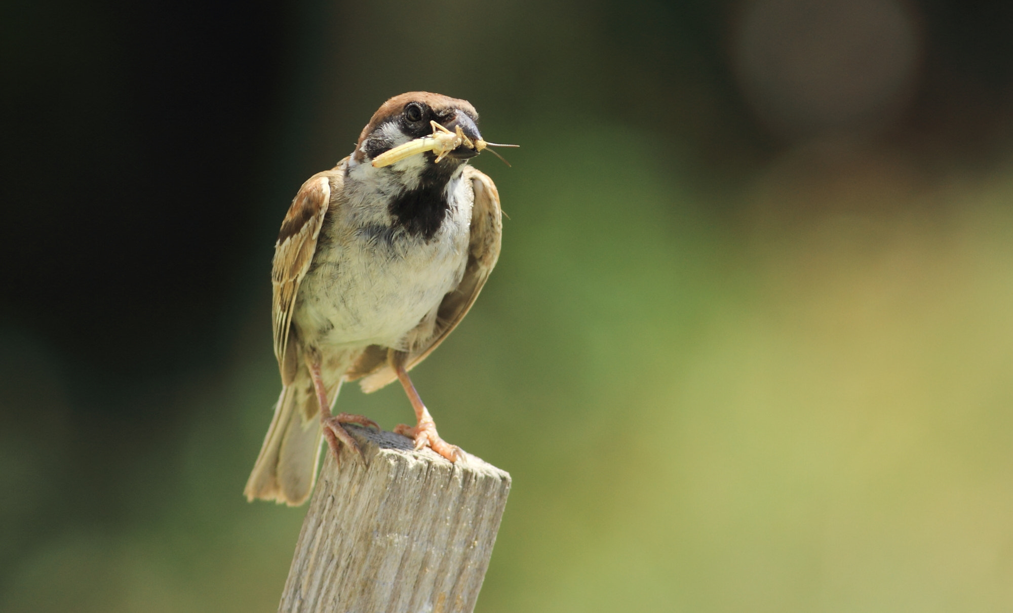 Canon EOS 7D + Canon EF 400mm F5.6L USM sample photo. Father sparrow, caught grasshopper photography