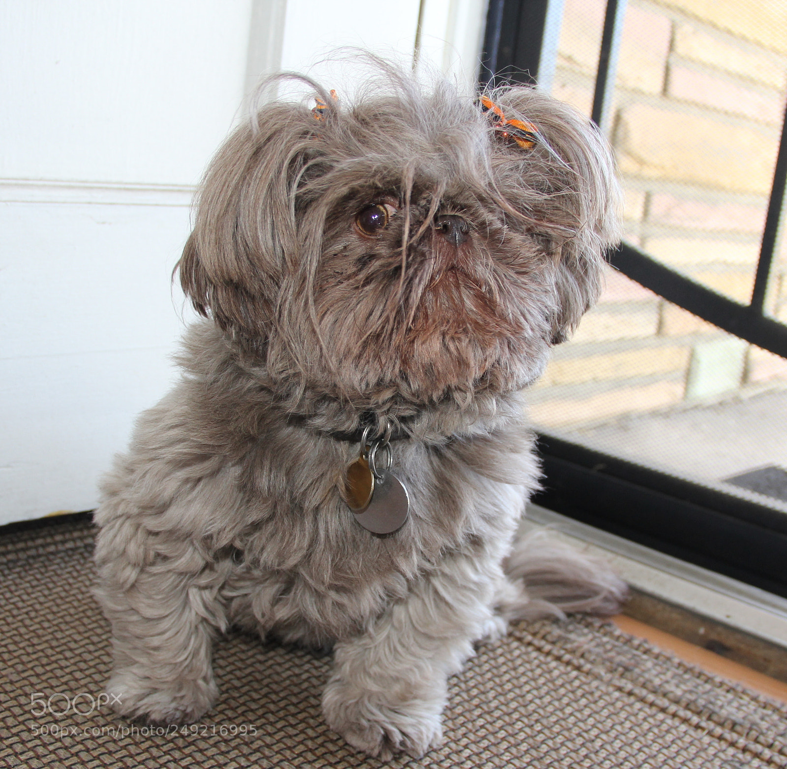 Canon EOS 60D sample photo. A little loveable ball photography