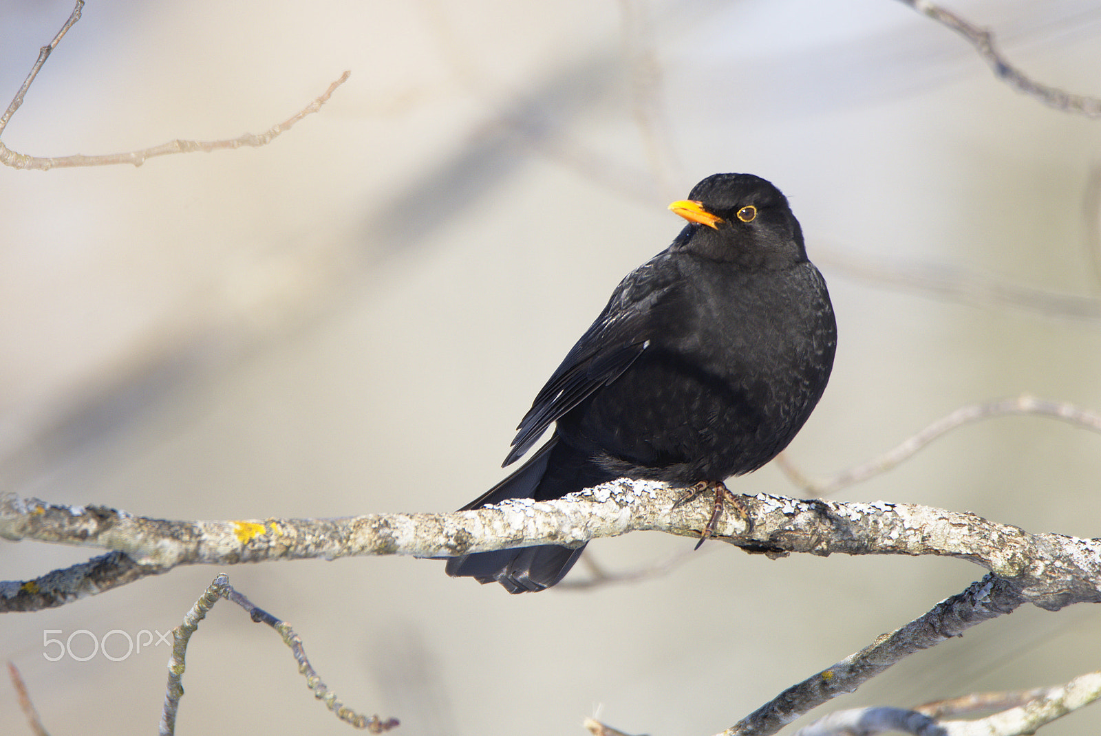 Nikon D810 sample photo. Common blackbird photography