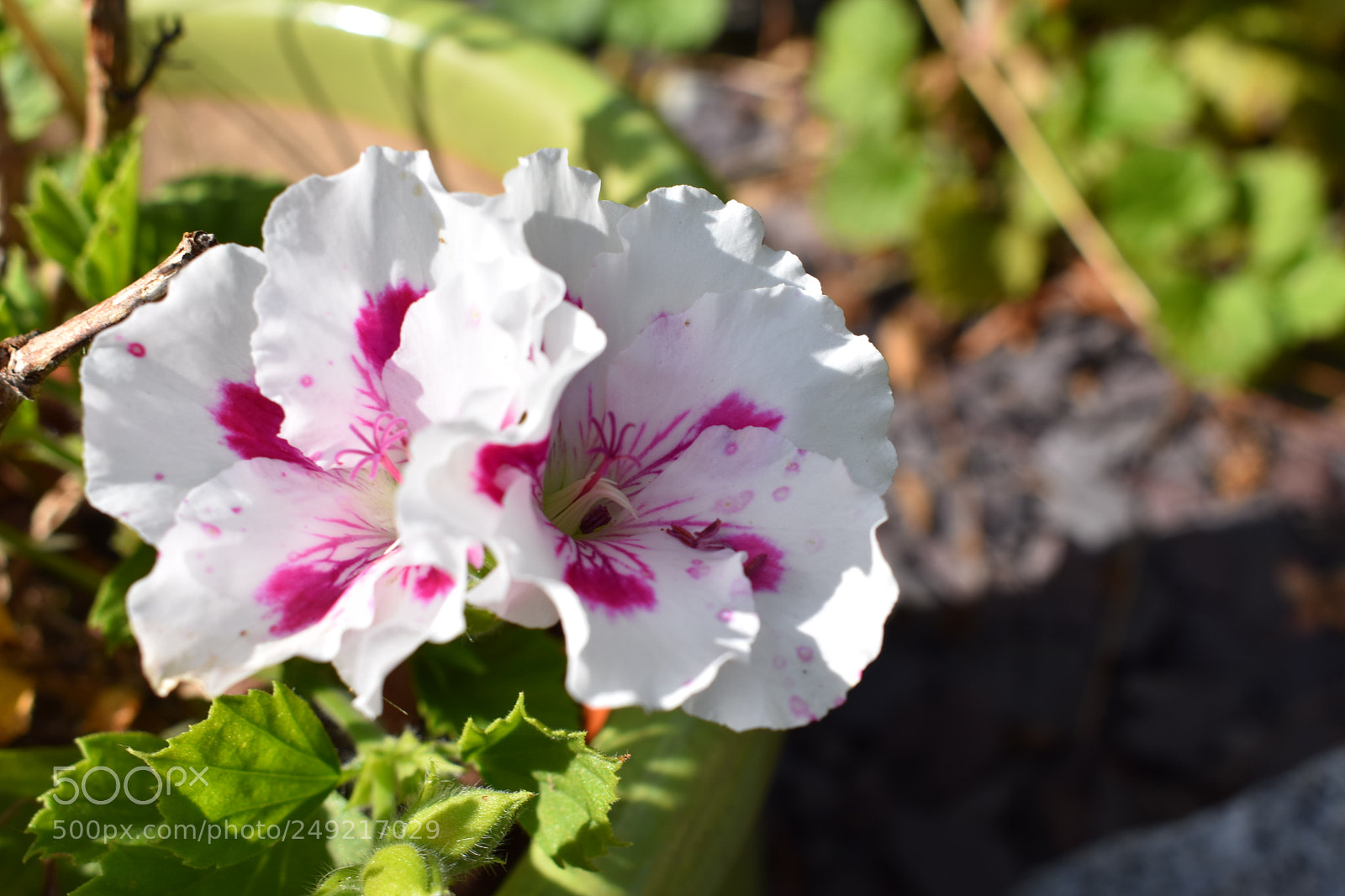Nikon D3400 sample photo. White and pink flowers photography