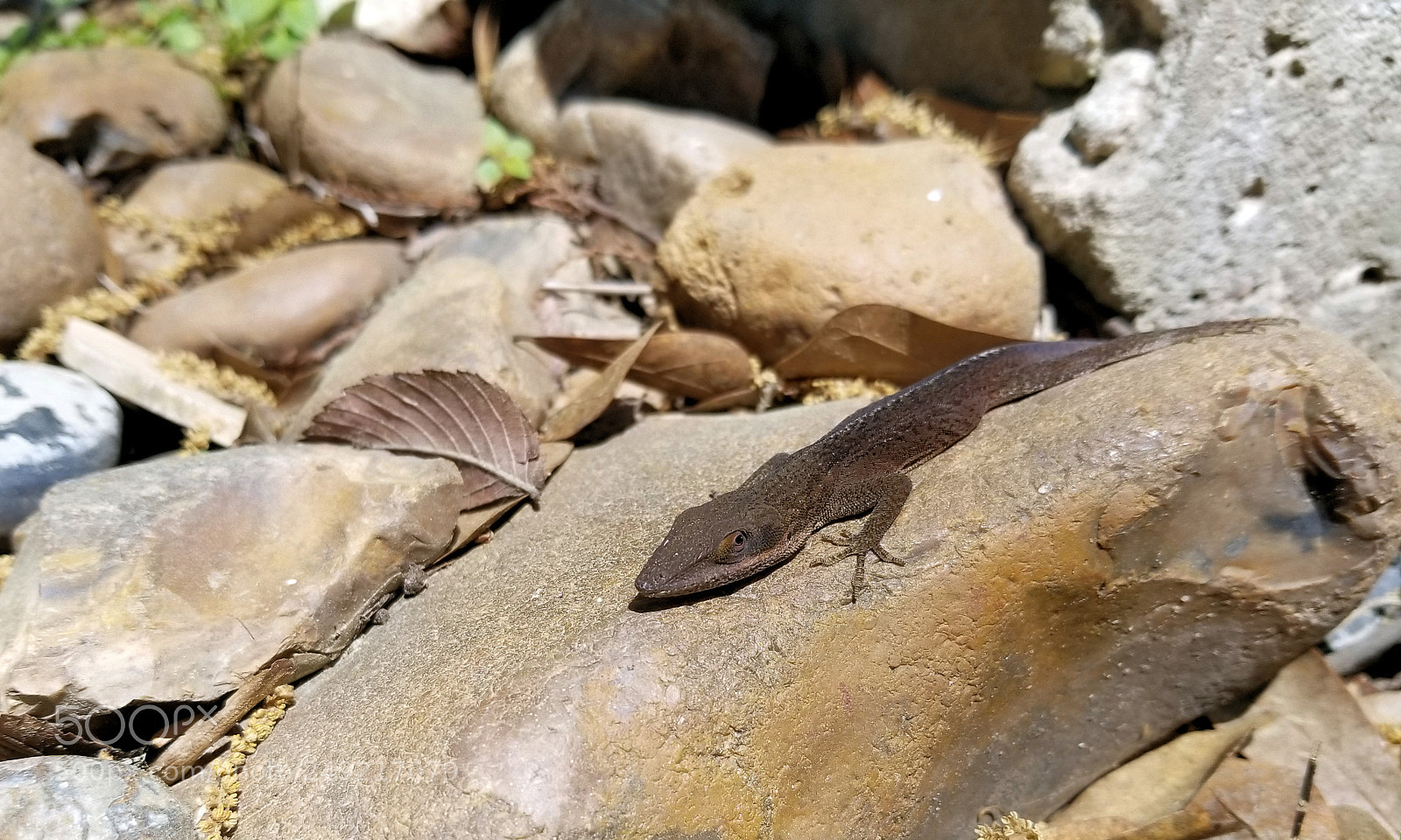 Samsung Galaxy S8+ sample photo. Sunbathing lizard photography