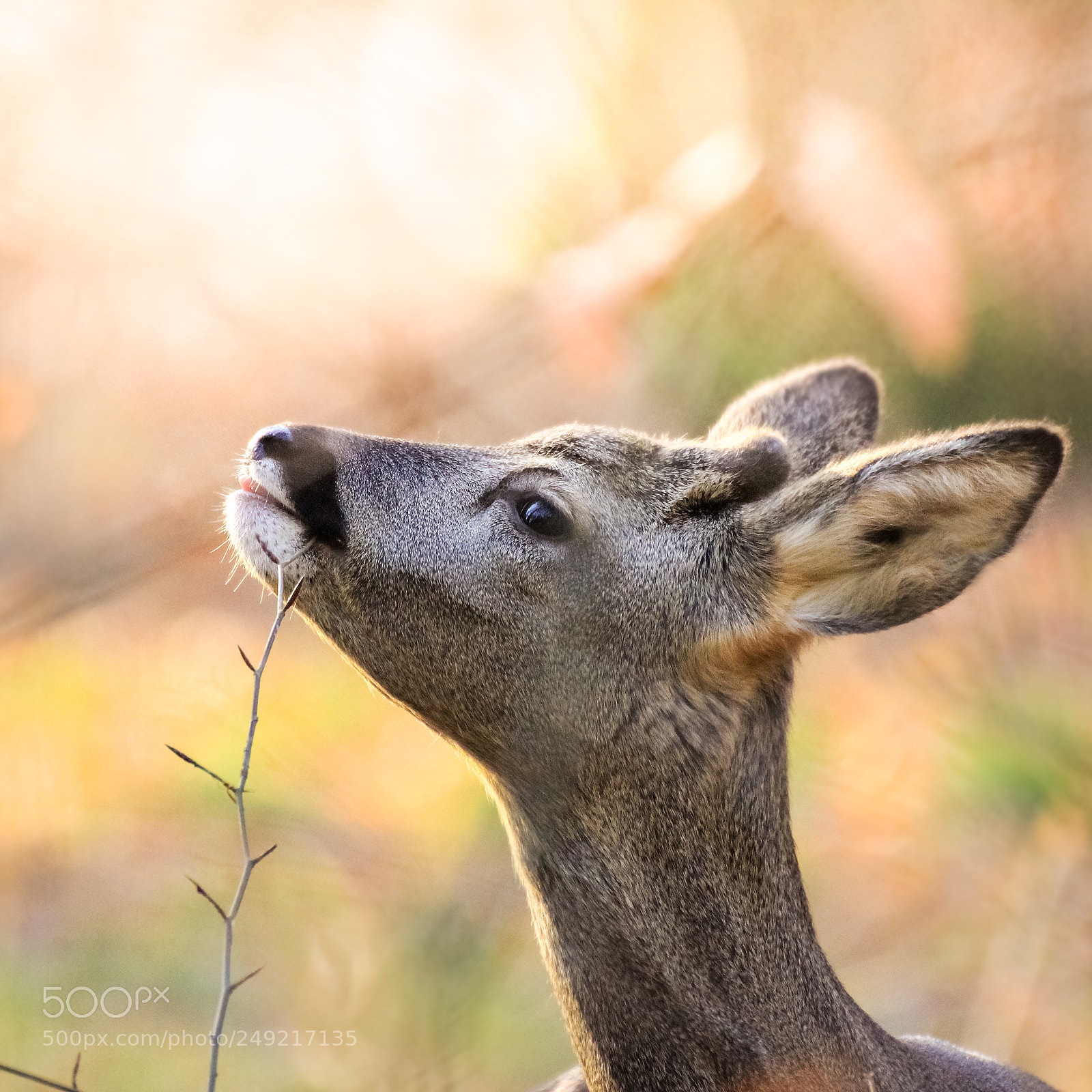 Canon EOS 600D (Rebel EOS T3i / EOS Kiss X5) sample photo. Roe deer in the photography