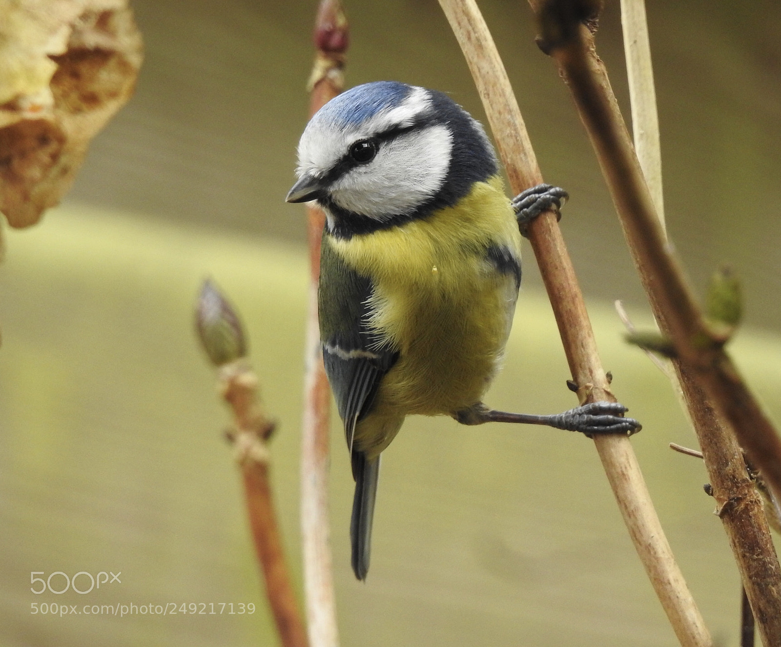 Nikon Coolpix P900 sample photo. Blue tit  photography