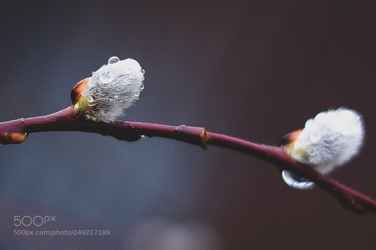 Fujifilm X-T1 sample photo. Printemps photography