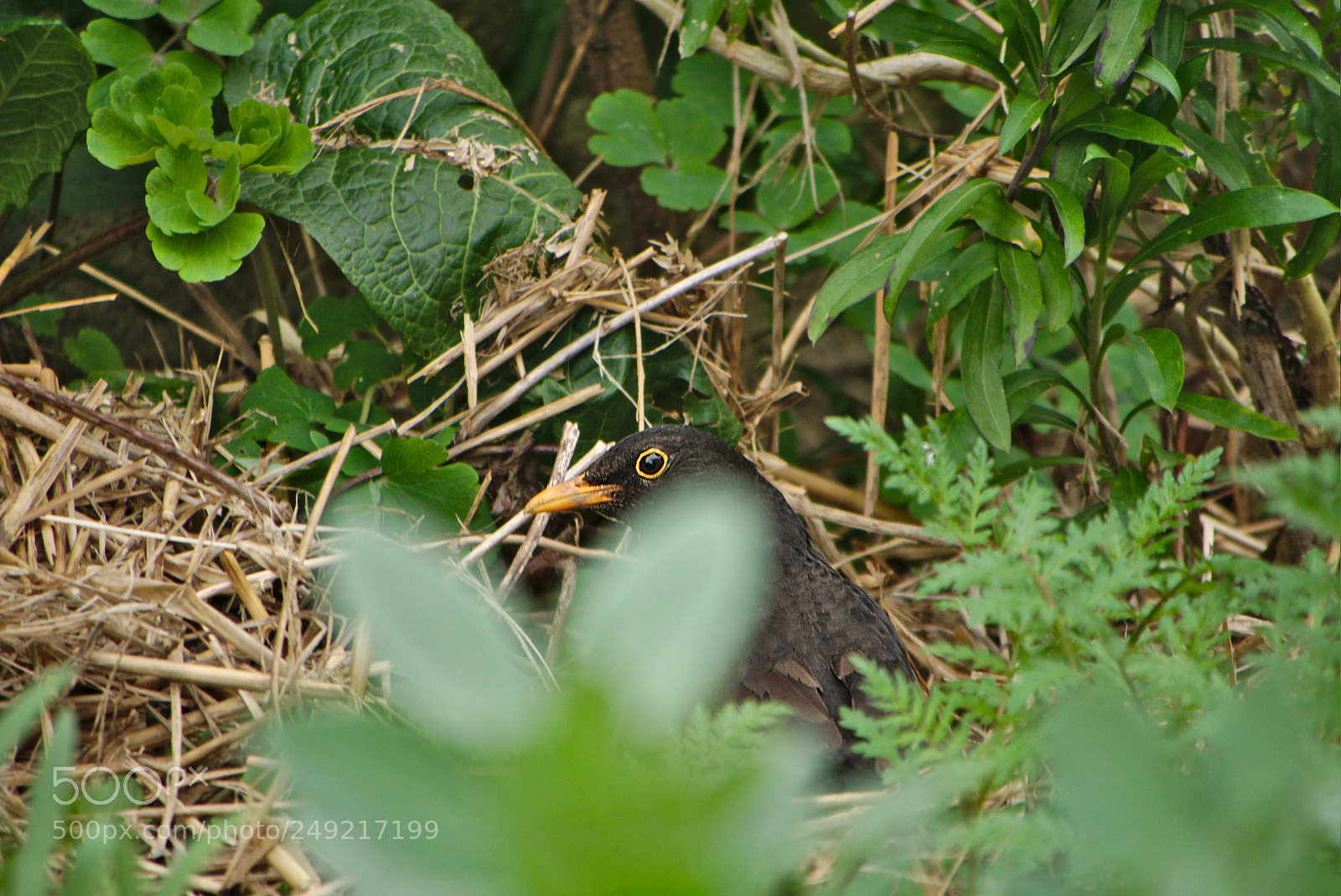 Panasonic Lumix DMC-GM1 sample photo. 2018 03 13  01 turdus merula.jpg photography