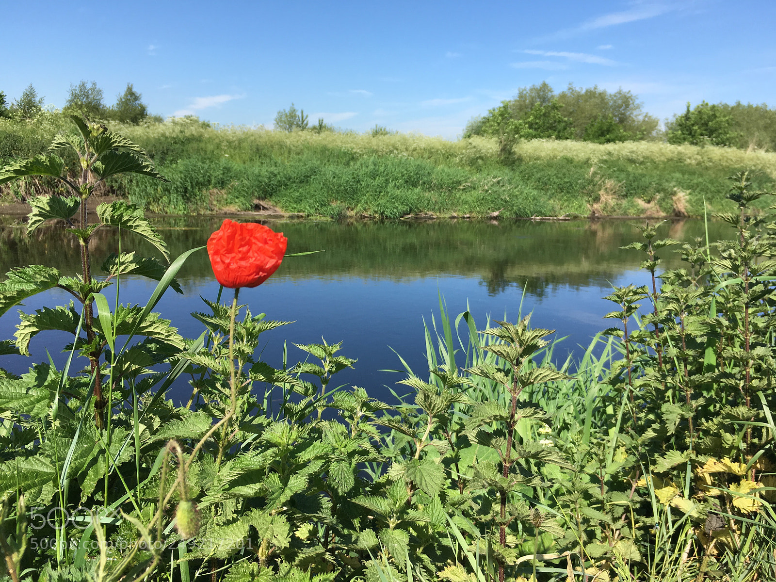 Apple iPhone SE sample photo. Poppy photography