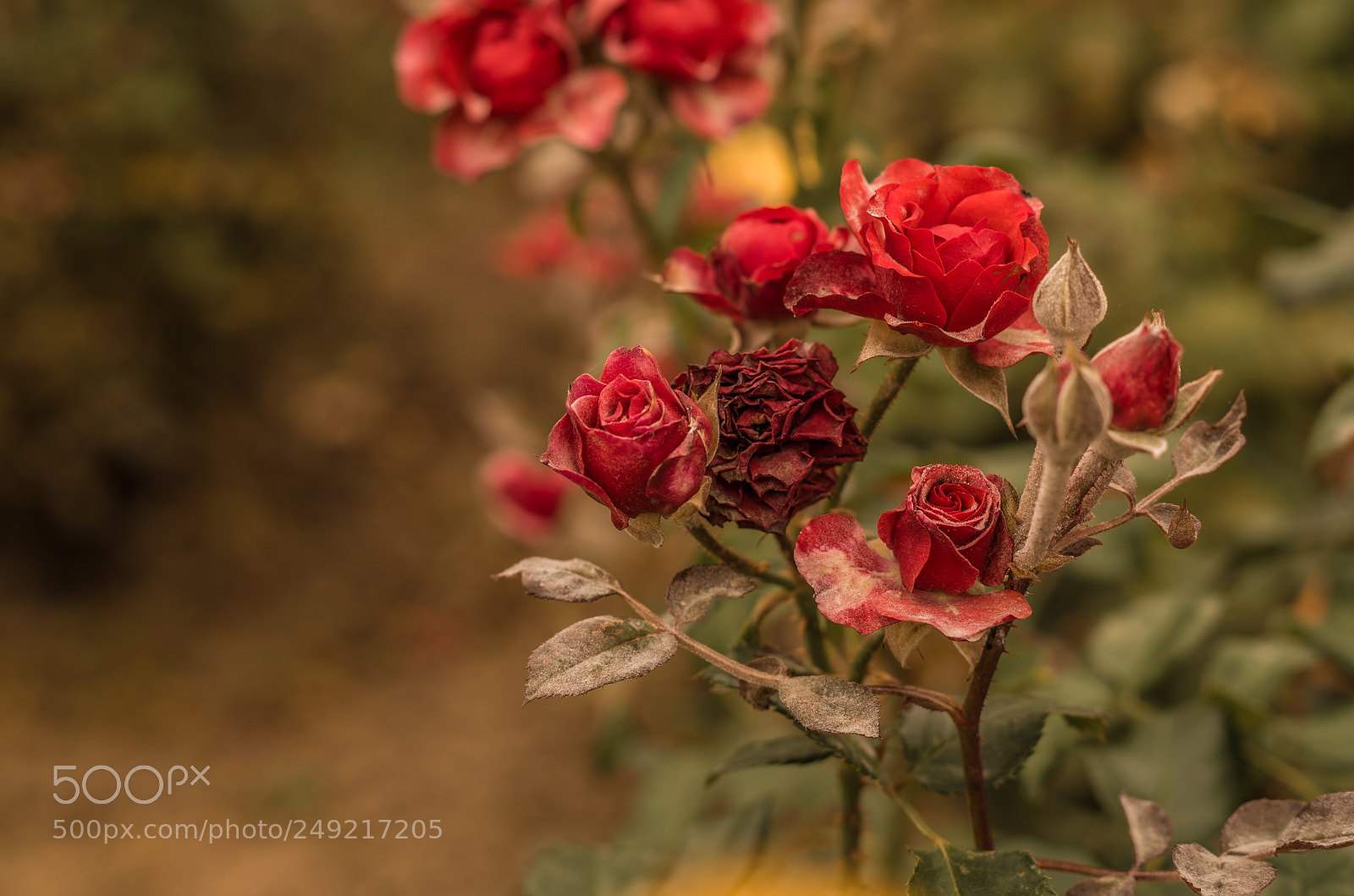 Pentax K-30 sample photo. Withering roses photography