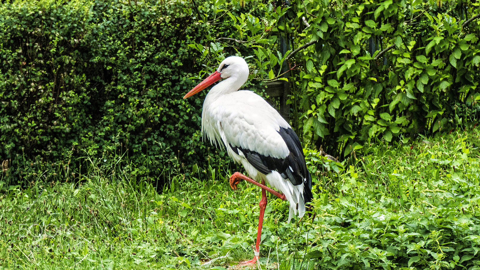 Panasonic DMC-FZ72 sample photo. Posing stork photography