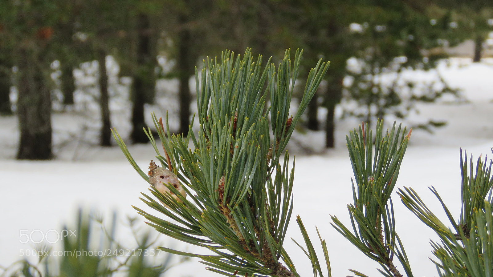 Canon PowerShot SX60 HS sample photo. Snow photography