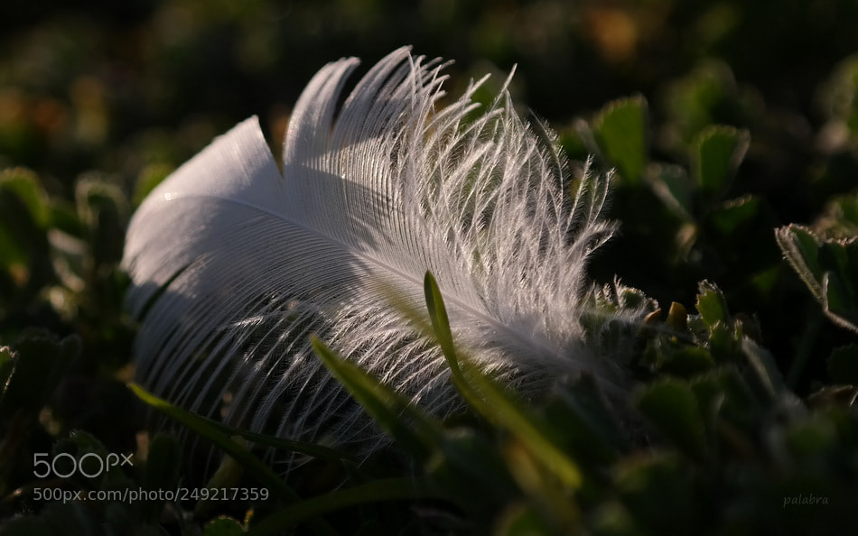 Samsung NX300 sample photo. ... photography