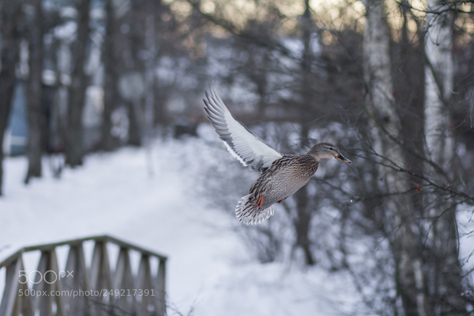Canon EOS 60D sample photo. Sorsa photography