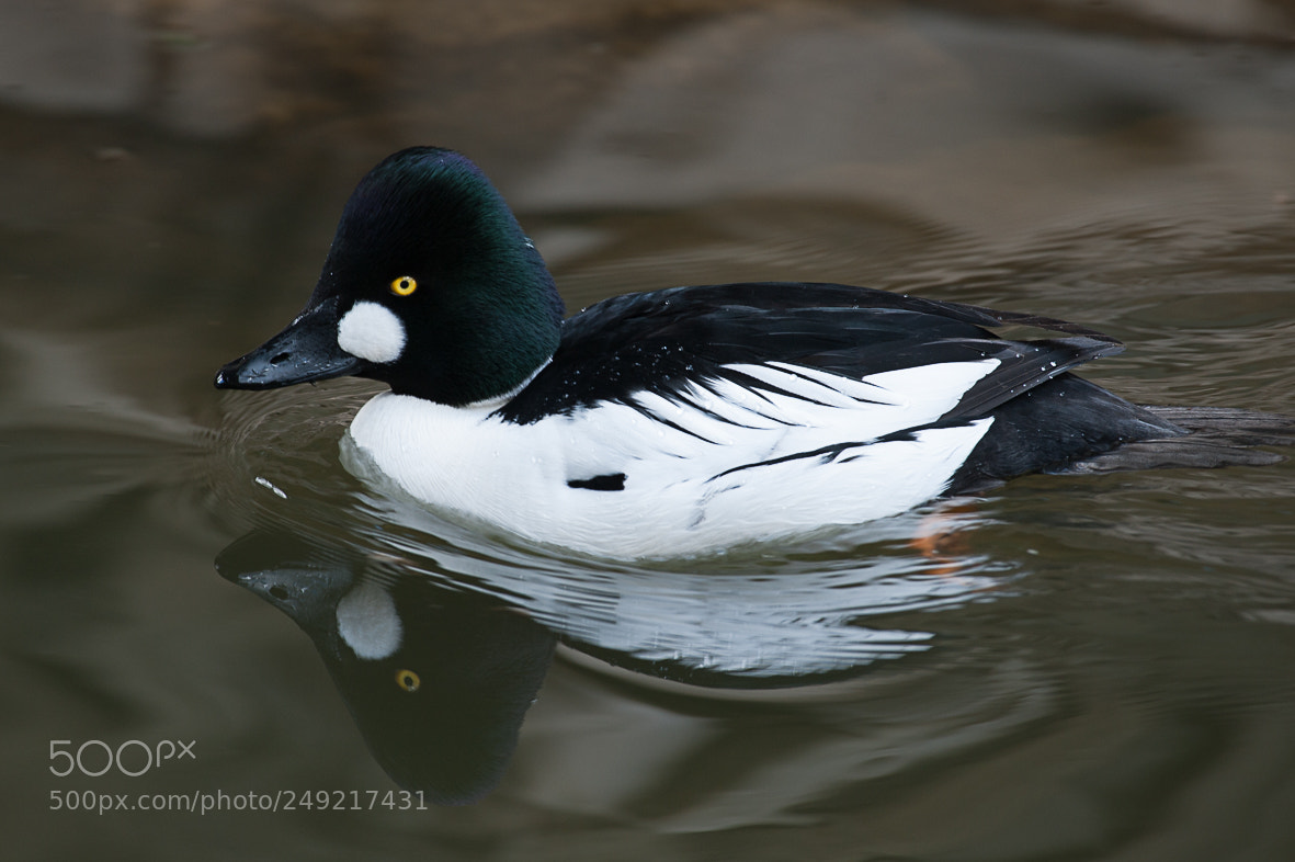 Nikon D700 sample photo. Goldeneye photography