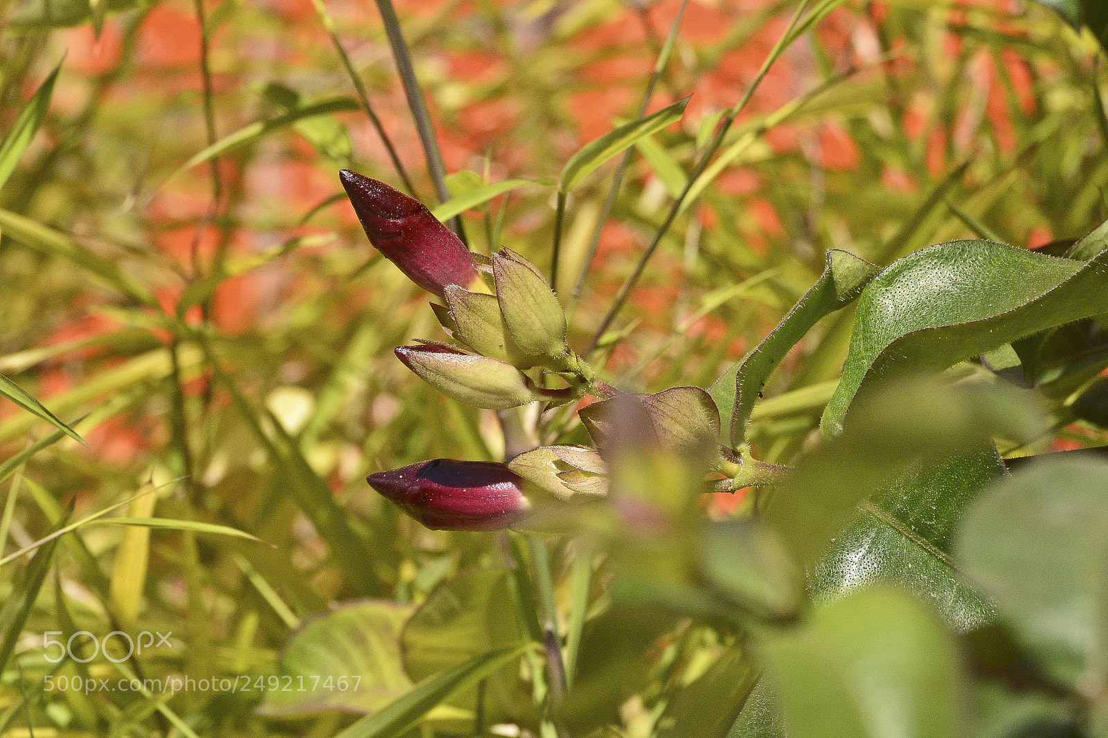 Nikon D7100 sample photo. A vida renasce para photography