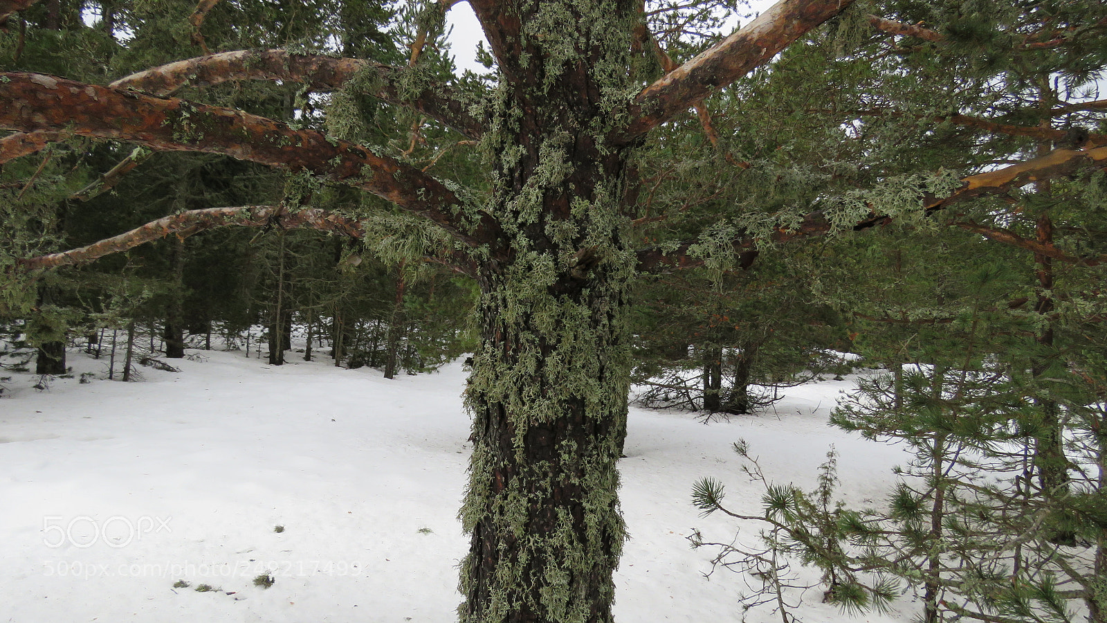 Canon PowerShot SX60 HS sample photo. Snow photography