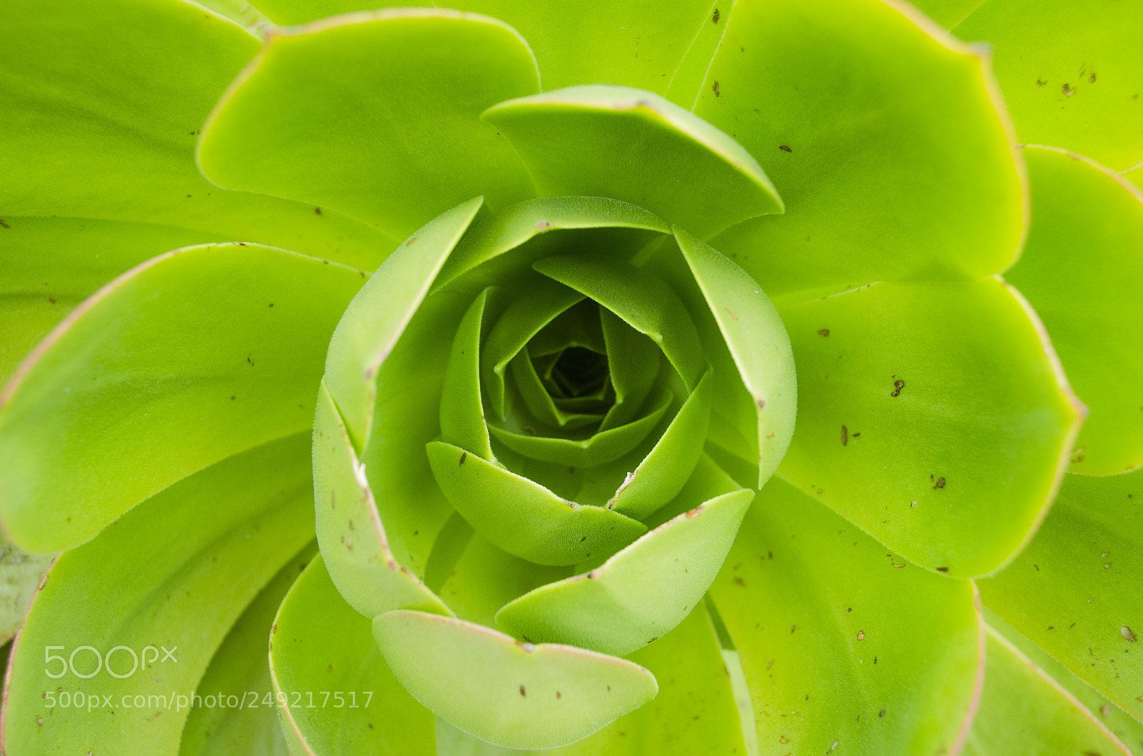 Nikon D5100 sample photo. Oreja de burro photography