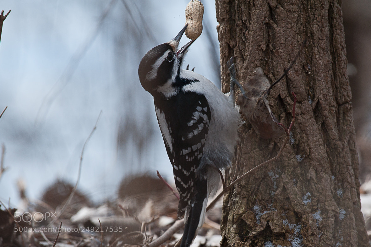 Nikon D700 sample photo. Hairy woodpecker photography