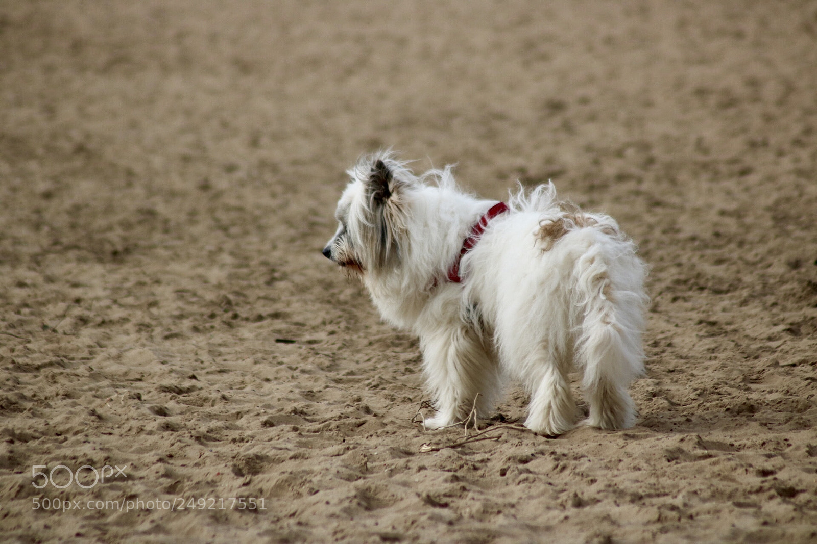 Canon EOS 750D (EOS Rebel T6i / EOS Kiss X8i) sample photo. Dog on the beach photography