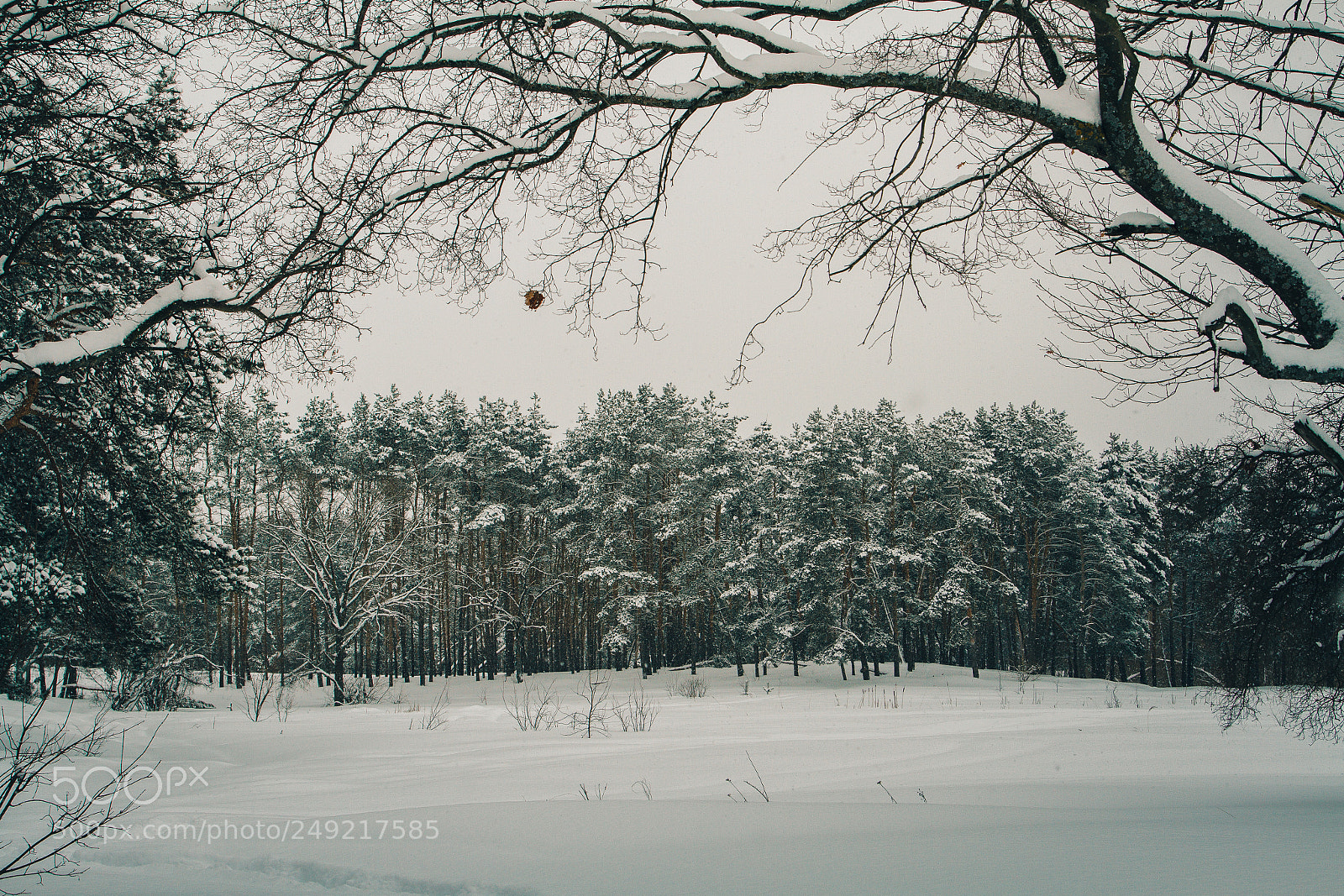Canon EOS 7D sample photo. Spring snow photography