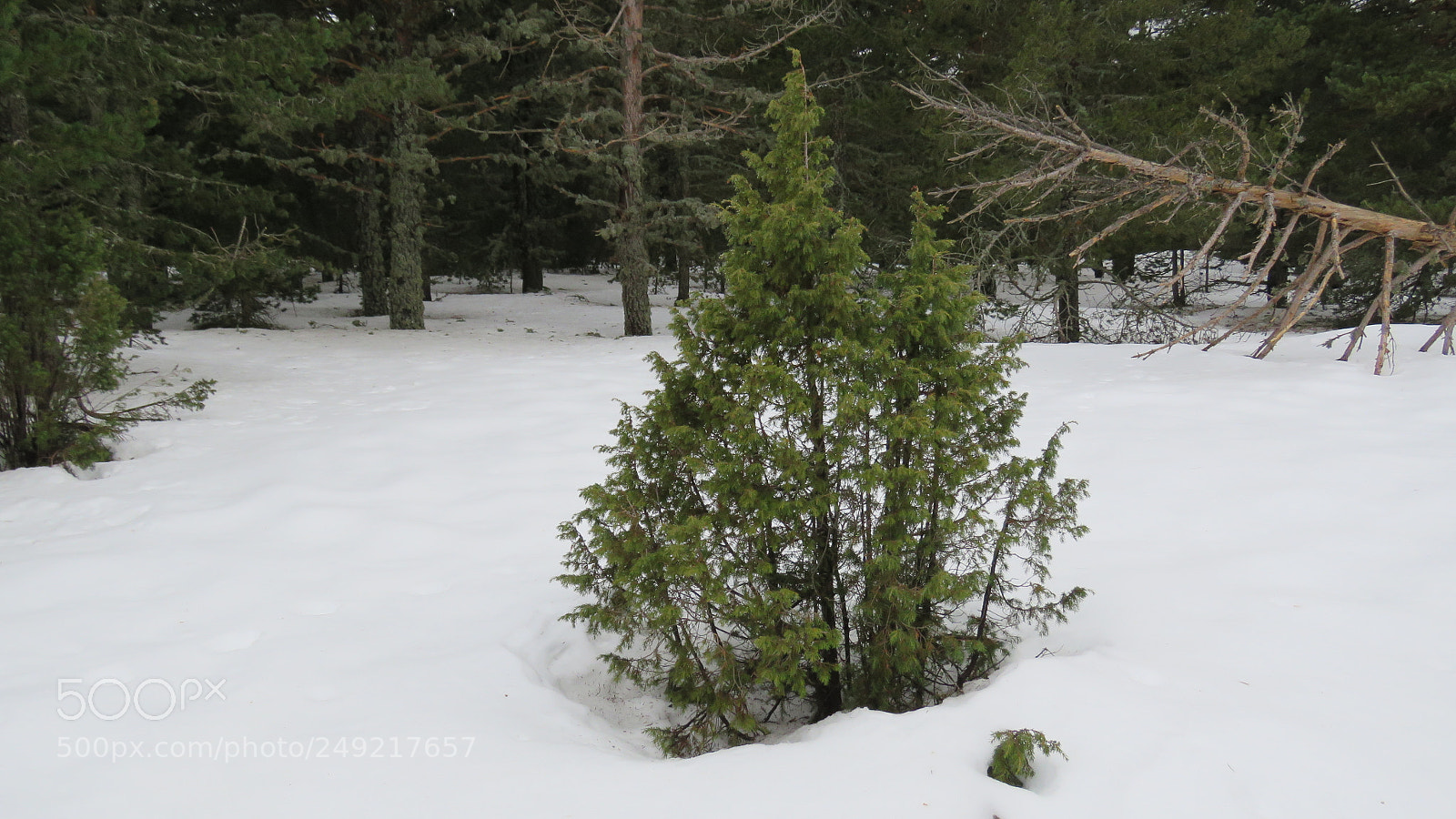 Canon PowerShot SX60 HS sample photo. Snow photography
